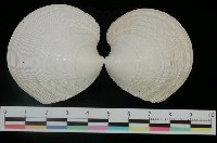 藏品(日本鏡文蛤)的圖片